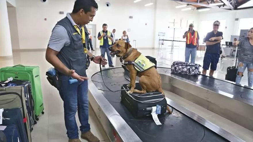 unidad-canina-del-mida-decomisa-mas-de-mil-kilogramos-de-productos-en-tocumen