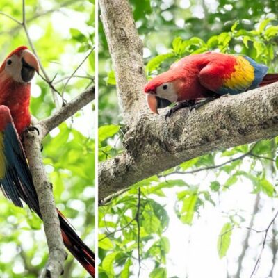 galeria:-10-pichones-de-guacamaya-roja-fueron-liberados-en-peten