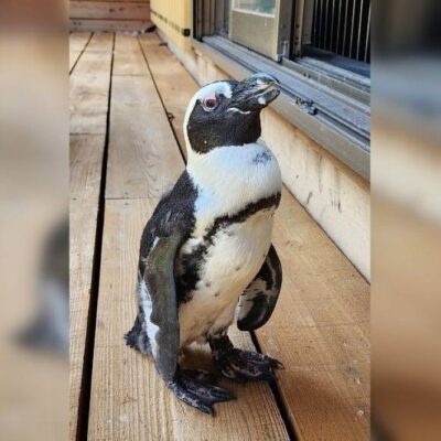 miracle’-japan-penguin-found-two-weeks-after-escape