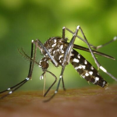 italy-records-year’s-first-indigenous-case-of-dengue-fever