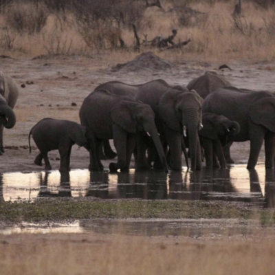 zimbabwe-to-cull-200-elephants-amid-food-shortages