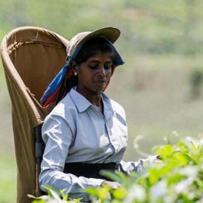 sri-lanka-supplies-most-of-australia’s-tea,-but-its-industry-is-now-at-a-crossroad