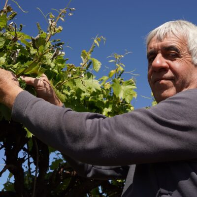 grape-growers-in-iconic-wine-region-hit-hard-by-unseasonal-frost