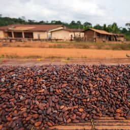 ghana-verliest-een-derde-van-cacao-export-aan-smokkelaars