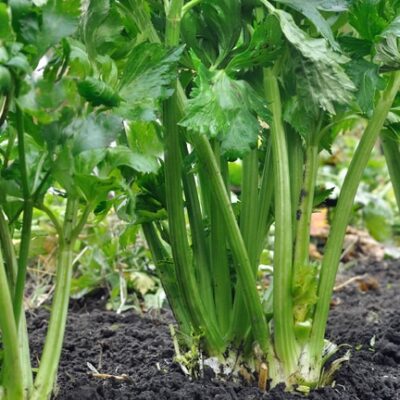 migrant-workers-at-celery-farm-left-frightened-after-company’s-‘complete-failure’-to-pay-wages