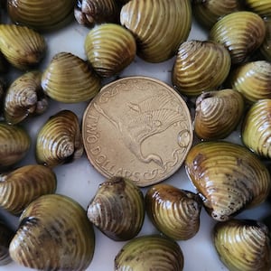 freshwater-gold-clam-in-new-zealand:-niwa-awarded-$10.2m-to-fight-invasive-species