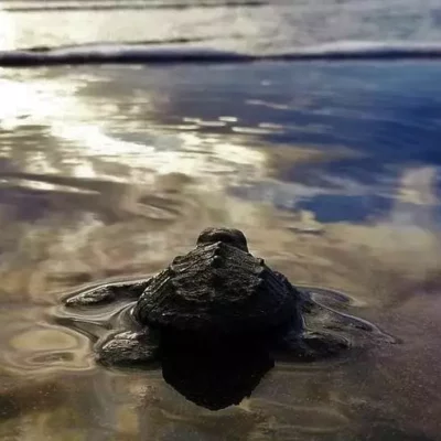 saboga-declarada-refugio-de-vida-silvestre-para-la-proteccion-de-la-biodiversidad-marina