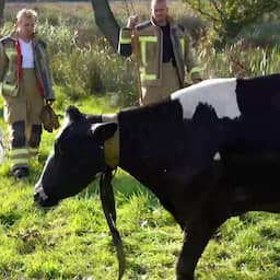 video-|-brandweer-sleurt-gestrande-koe-uit-sloot-in-haren