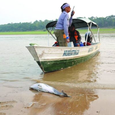 dolphins-start-dying-again-in-amazon-lake-becoming-shallow-due-to-drought