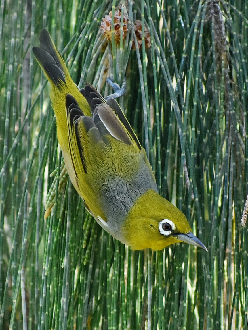 these-cheese-loving-birds-are-fast-tracking-evolution-in-island-paradise