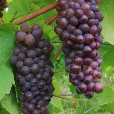 recycled-mulch-trial-improving-wine-grape-growth,-reducing-chemical-use