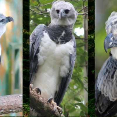 celebran-los-15-anos-de-‘panama’,-emblematica-aguila-harpia-del-parque-municipal-summit