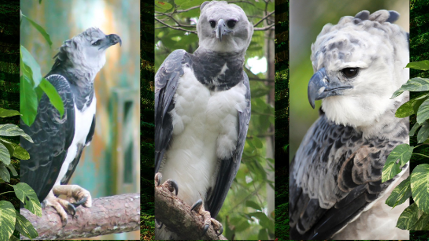 celebran-los-15-anos-de-‘panama’,-emblematica-aguila-harpia-del-parque-municipal-summit