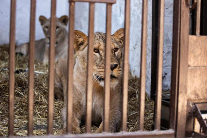 pairi-daiza-vangt-twee-jonge-leeuwinnen-uit-oekraine-op