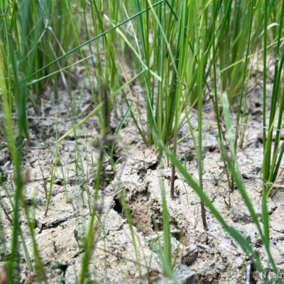 nearly-1k-kedah-rice-farmers-lose-rm13.5m-in-floods