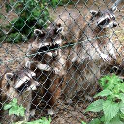 twee-wasberen-konden-in-mei-een-tweede-keer-ontsnappen-bij-aquazoo