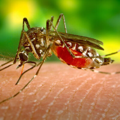 climate-change-affecting-breeding-of-aedes-mosquito,-minister-says