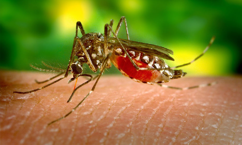 climate-change-affecting-breeding-of-aedes-mosquito,-minister-says