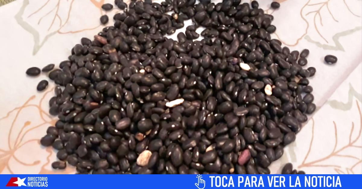 instan-a-los-cubanos-a-sembrar-sus-frijoles-de-la-canasta-basica.-en-muchos-lugares-solo-se-han-entregado-las-10-onzas-del-grano-y-ningun-otro-alimento