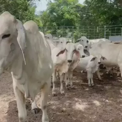 gusano-barrenador:-el-llamado-de-las-autoridades-para-frenar-la-expansion-de-la-mosca