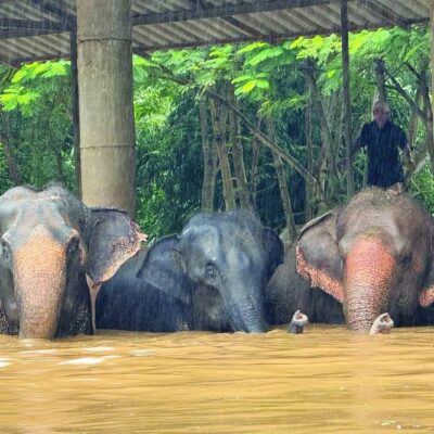 thailand-rushes-to-rescue-animals-from-flash-floods