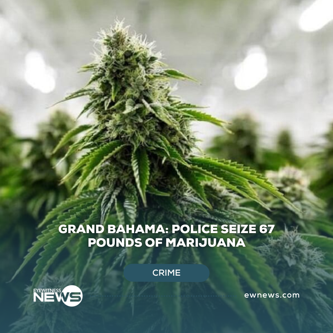 grand-bahama:-police-seize-67-pounds-of-suspected-marijuana