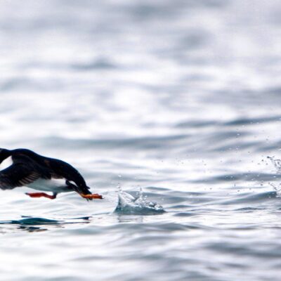 wwf-slar-alarm-om-dyrebestander:-–-en-alvorlig-trussel-mot-livet-pa-jorden