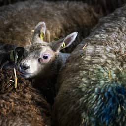 nieuw-type-blauwtongvirus-in-nederland-opgedoken,-nog-geen-vaccin-beschikbaar