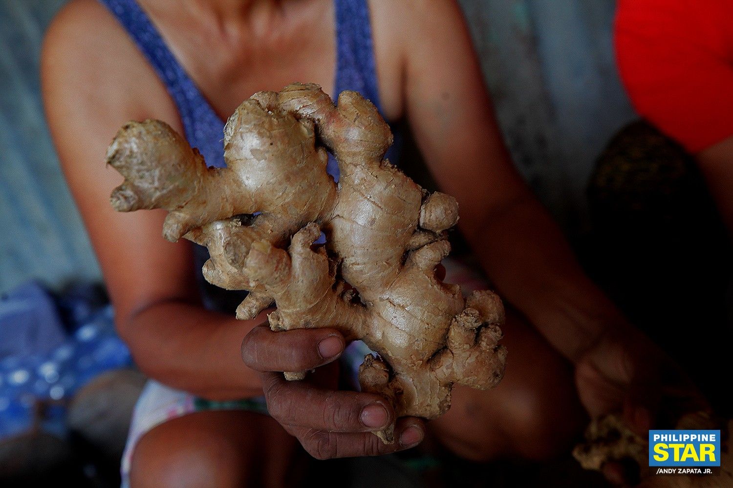 retail-price-of-ginger-hits-p350/kilo