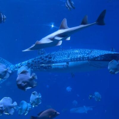 aquarium’s-‘fake’-whale-shark-angers-visitors