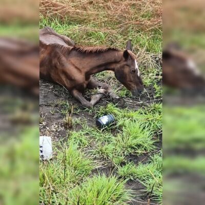 cavalo-e-encontrado-com-patas-quebradas-em-via-publica-do-df.-video