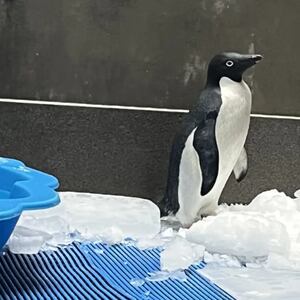 antarctic-penguin-found-in-wellington-being-tested-for-bird-flu