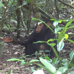 nederlandse-onderzoeker-vindt-bewijs-voor-unieke-communicatie-wilde-chimpansees