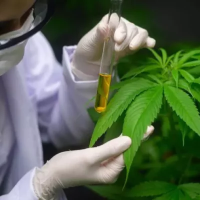 cannabis-medicinal-en-panama:-su-implementacion-podria-concretarse-en-las-proximas-semanas