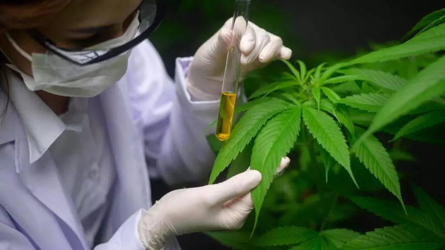 cannabis-medicinal-en-panama:-su-implementacion-podria-concretarse-en-las-proximas-semanas