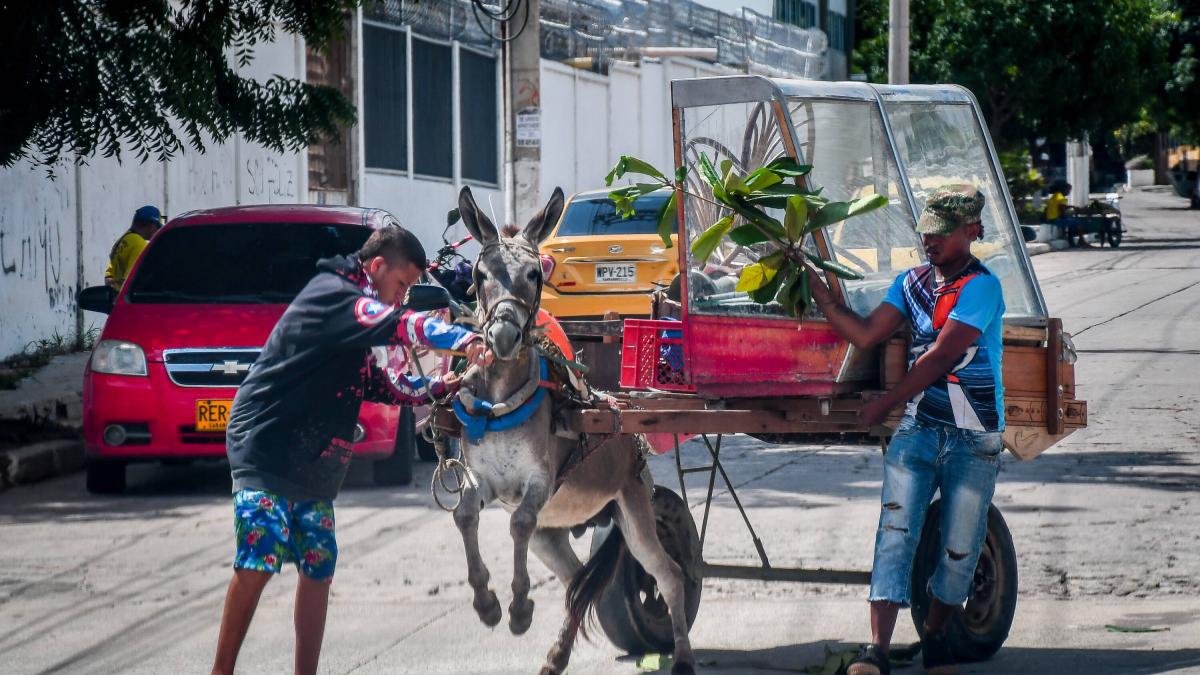 los-5-puntos-clave-del-decreto-que-prohibe-los-‘carros-de-mula’-o-vehiculos-de-traccion-animal-en-barranquilla:-¿cuales-son-las-sanciones?