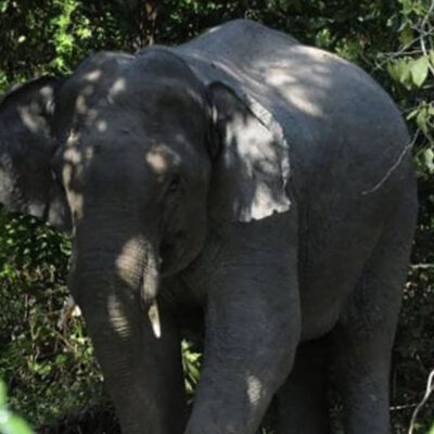 elephants-damage-cars-near-jrtb-monument