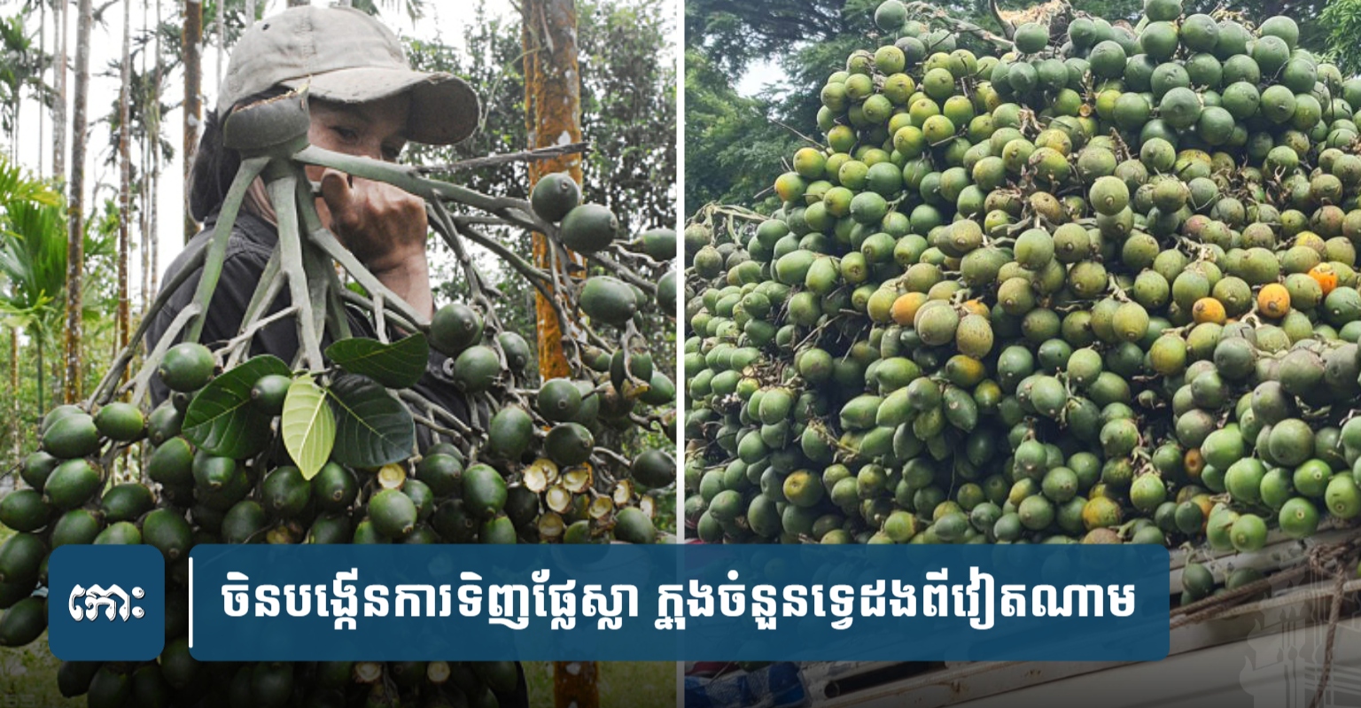 ប្រទេសចិនបង្កើនការទិញផ្លែស្លា-នៅក្នុងចំនួនទ្វេដងពីប្រទេសវៀតណាម